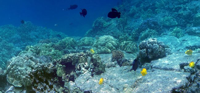 hawaii reefs
