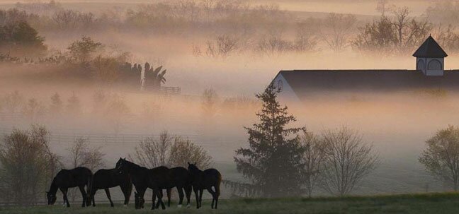 kentucky field morning