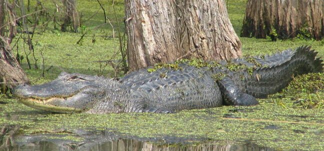 louisiana aligator