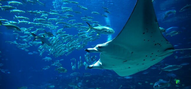 louisiana aquiriam
