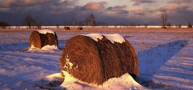 michigan hay in the winter