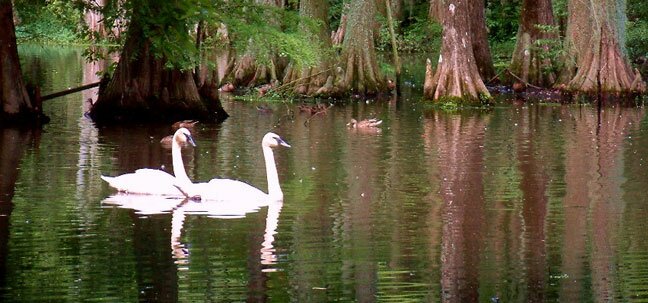south carolina swans