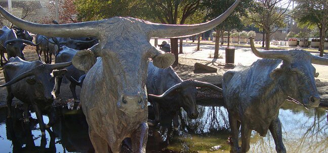 texas stone oxes