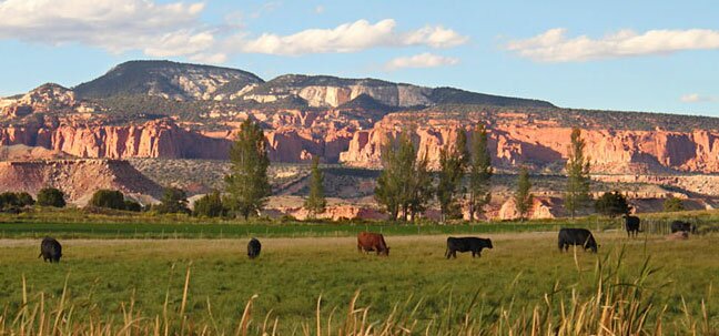 utah cattle and mountains